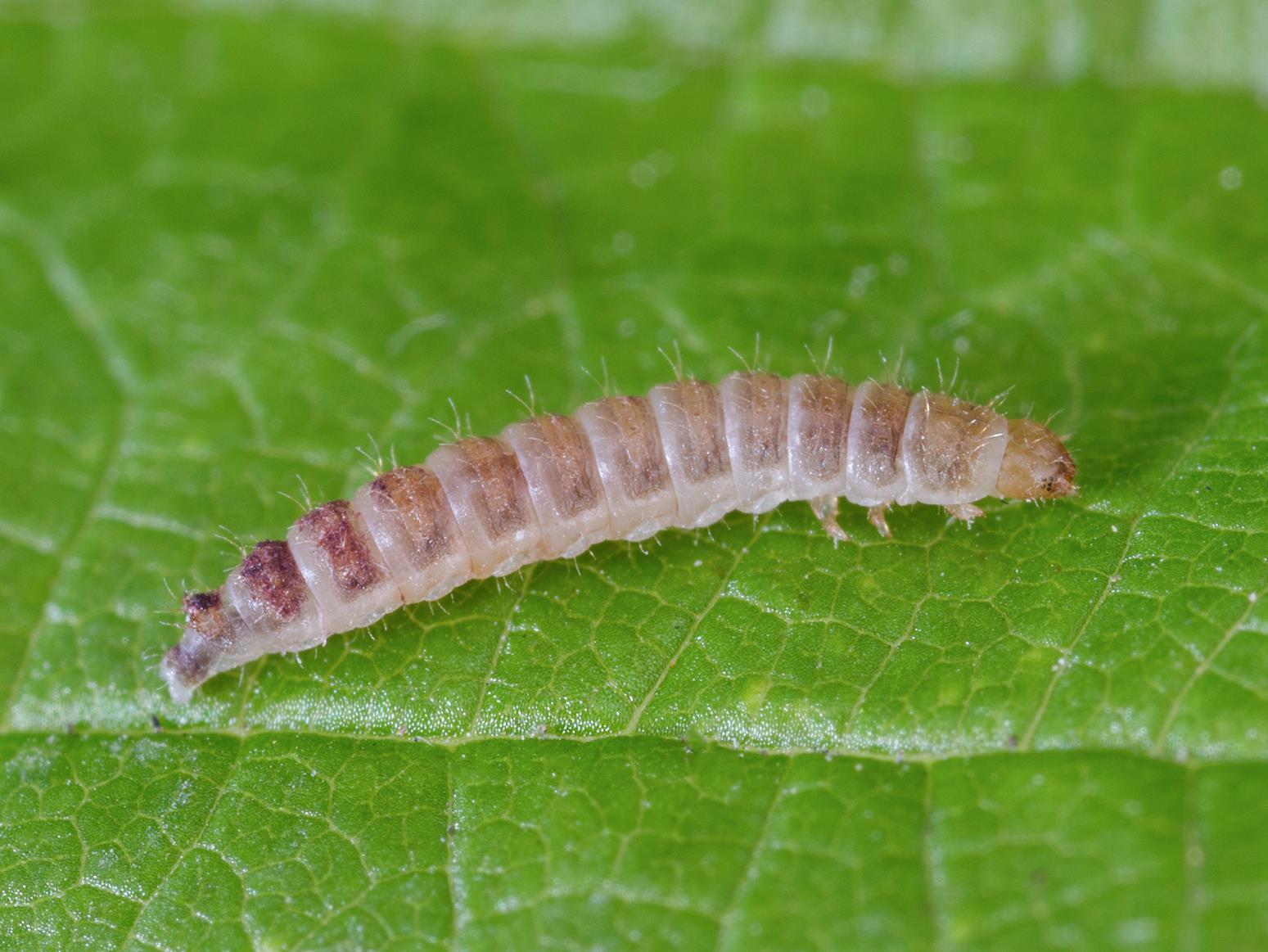 Byture framboise (Byturus unicolor)_9