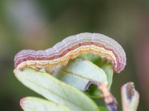 Ver-gris des fleurs d'atocas (Epiglaea apiata)_3