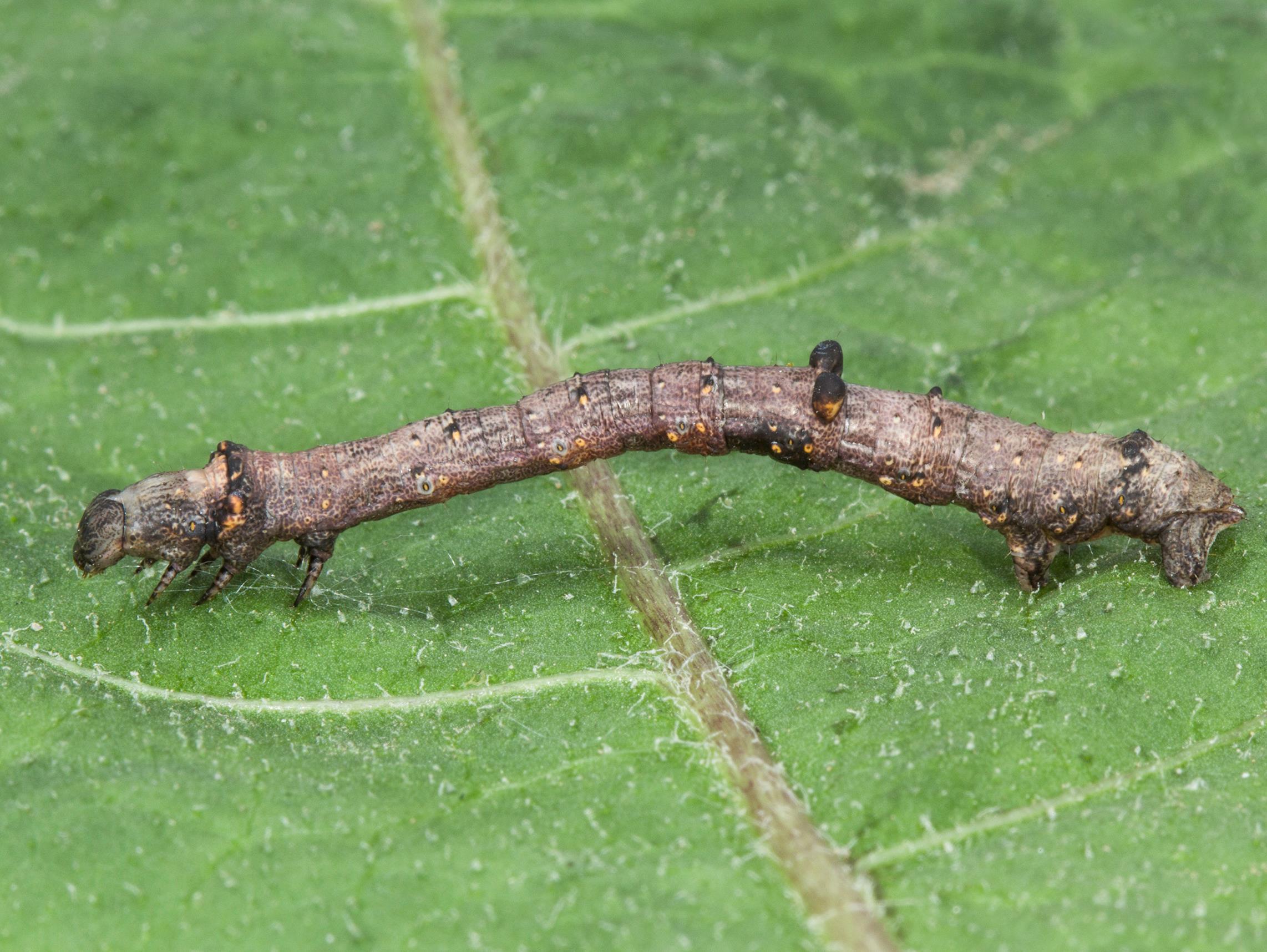 Arpenteuse bituberculée (Eutrapela clemataria)_7