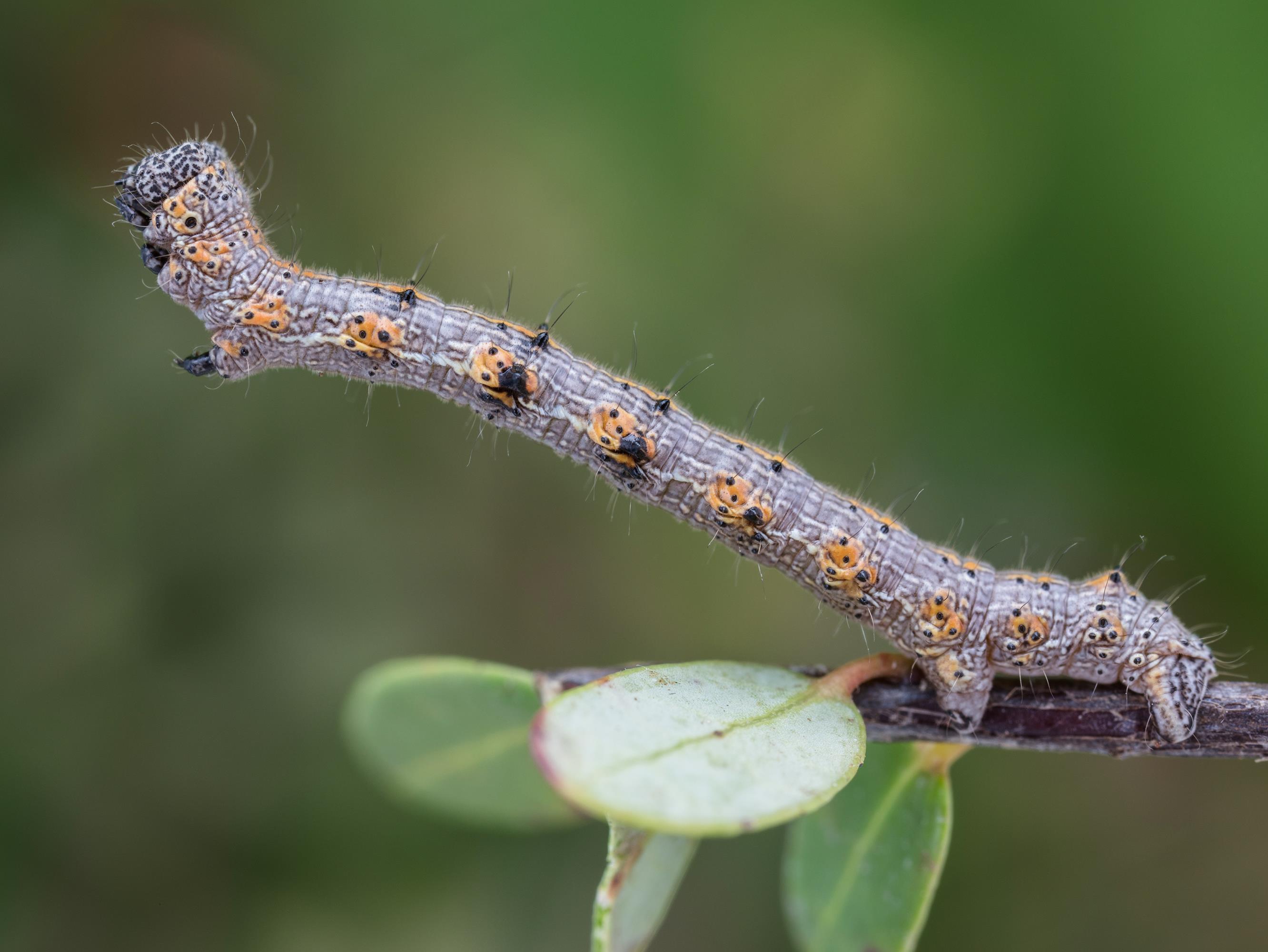 Arpenteuse épineuse (Phigalia titea)_5