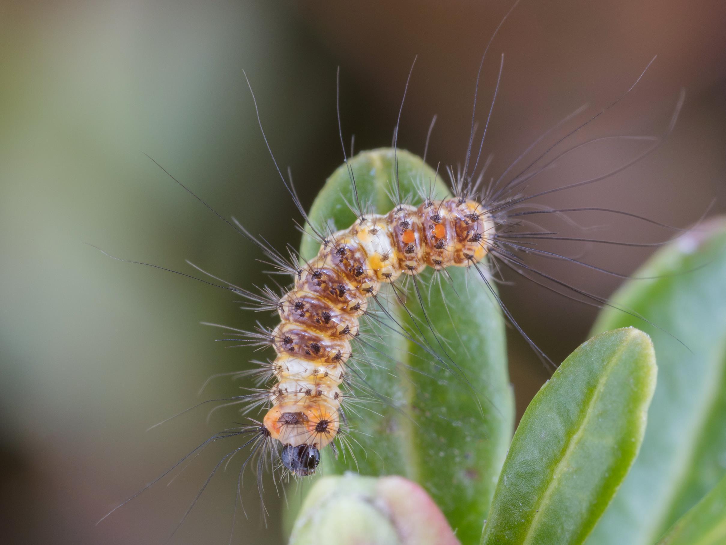 Chenille à houppes rousses (Orgyia antiqua)_5