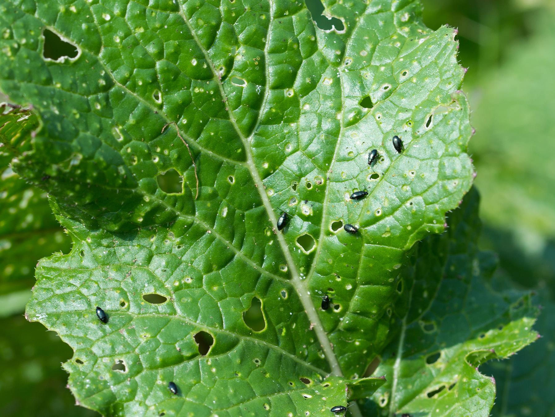 Altise crucifère (Phyllotreta cruciferae)_4