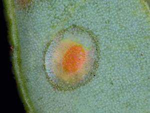 Tordeuse des canneberges (Rhopobota naevana)_8