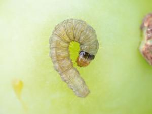 Tordeuse de la vigne (Paralobesia viteana)_2