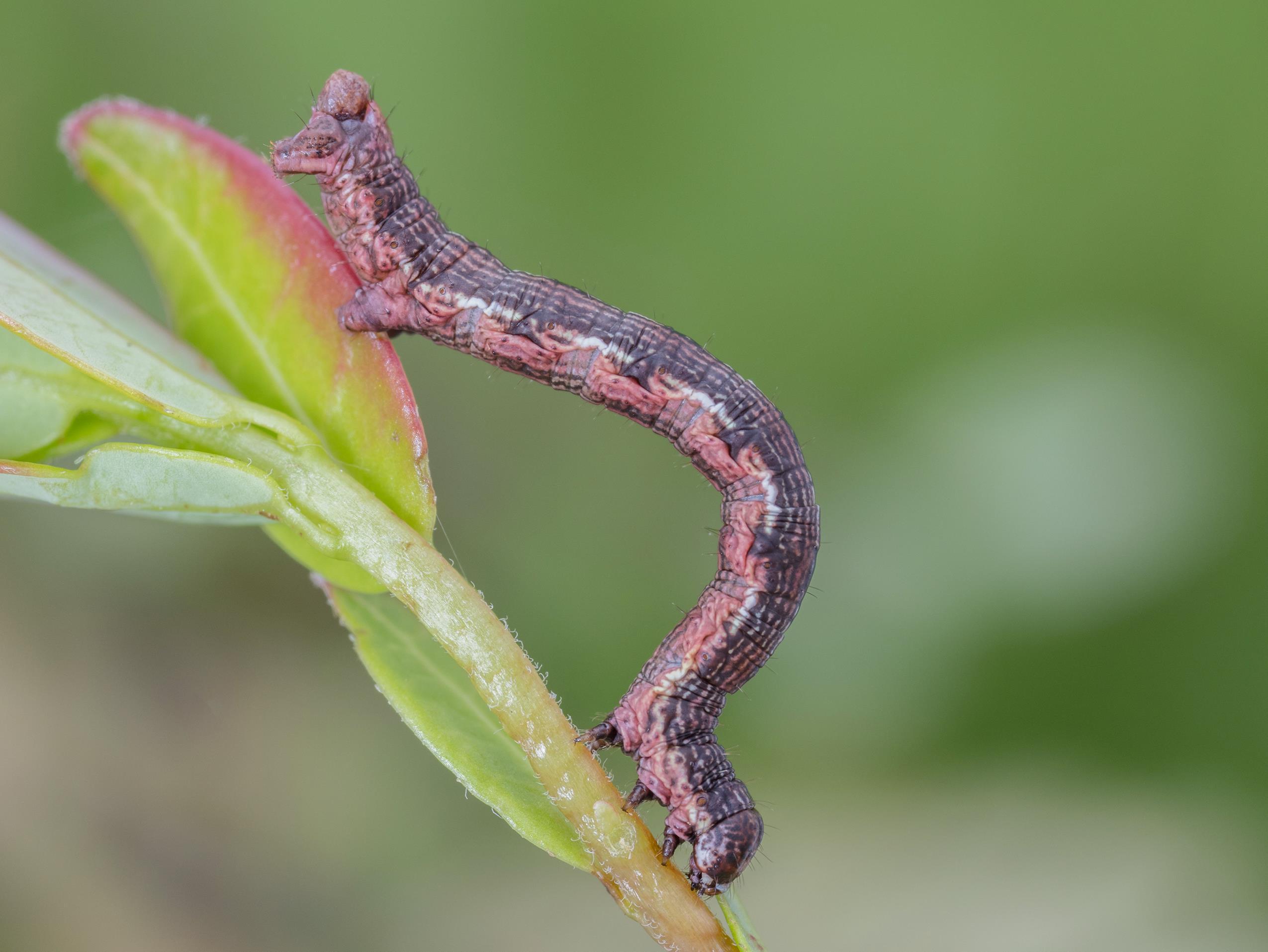 Arpenteuse brune (Speranza brunneata)_5