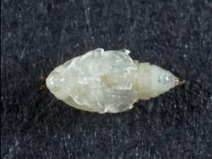 Orcheste du pommier (Orchestes pallicornis)_7