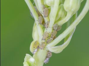 Lipaphis pseudobrassicae_4