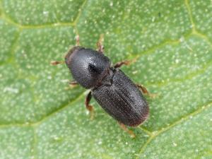 Scolytes des arbres fruitiers (Scolytus rugulosus)_1