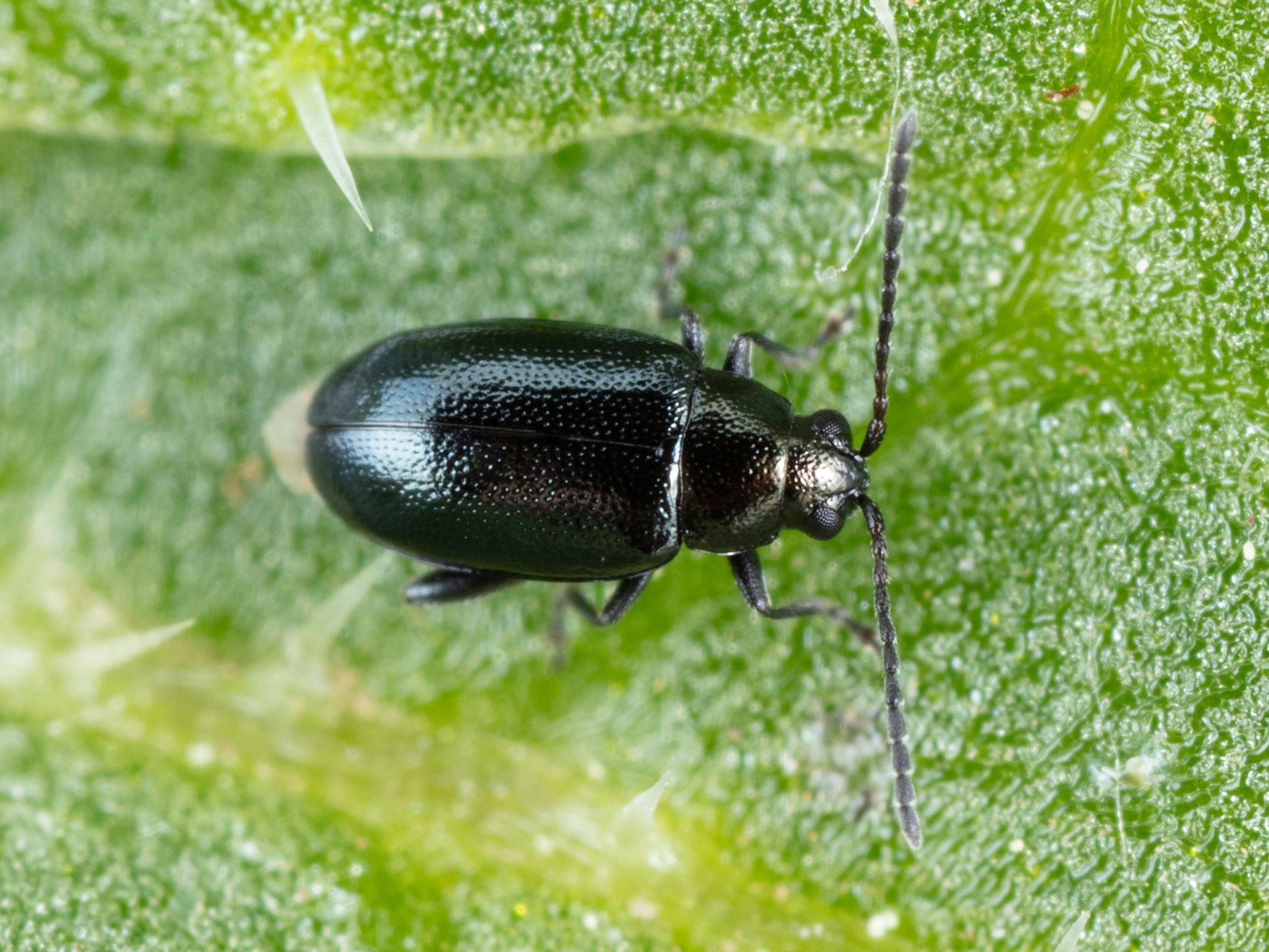 Altise crucifère (Phyllotreta cruciferae)_5