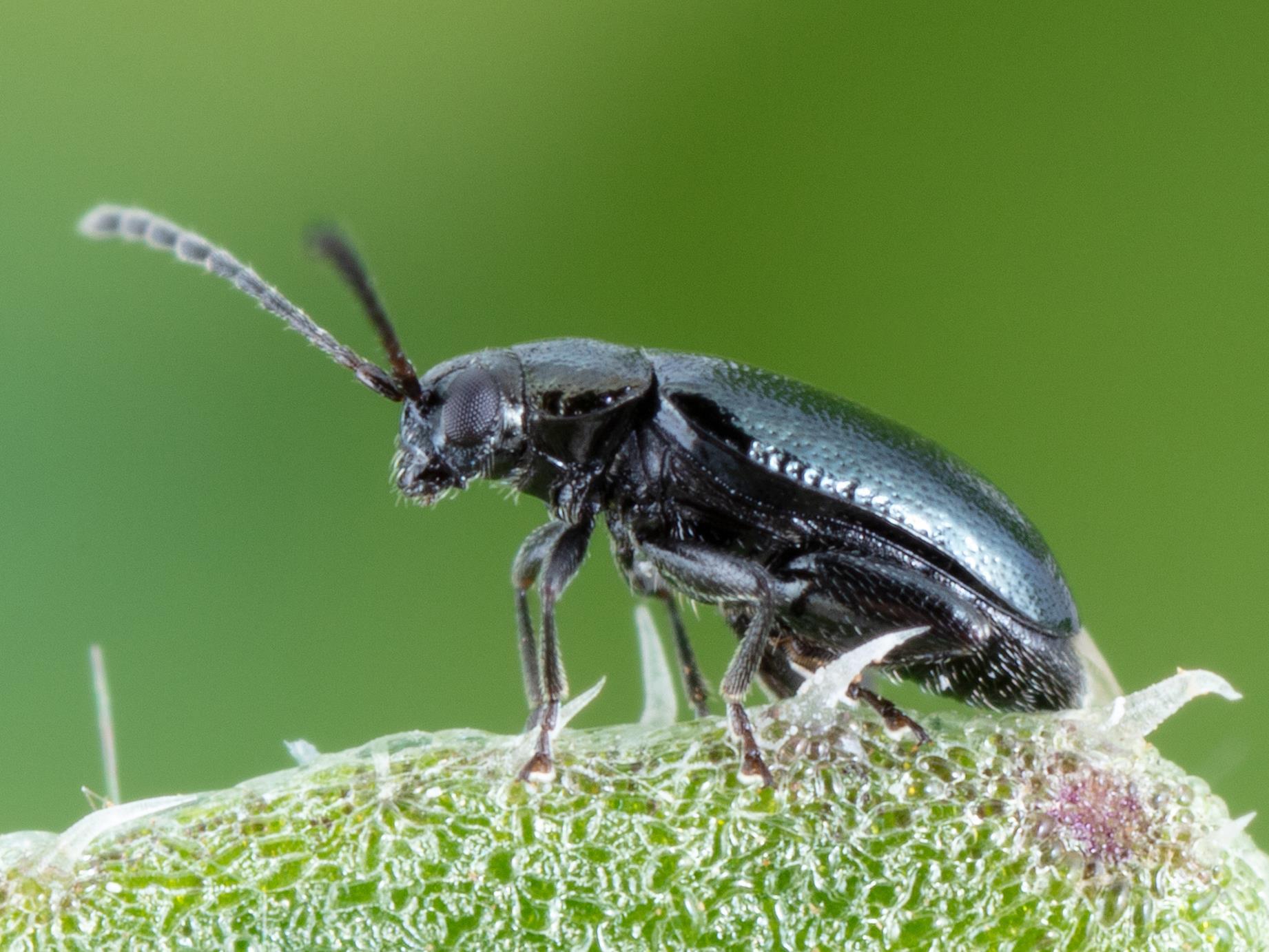 Altise crucifère (Phyllotreta cruciferae)_7