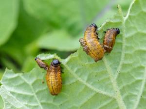 Chrysomèle trirayée de la pomme de terre (Lema daturaphila)_5