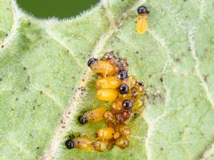 Chrysomèle trirayée de la pomme de terre (Lema daturaphila)_6