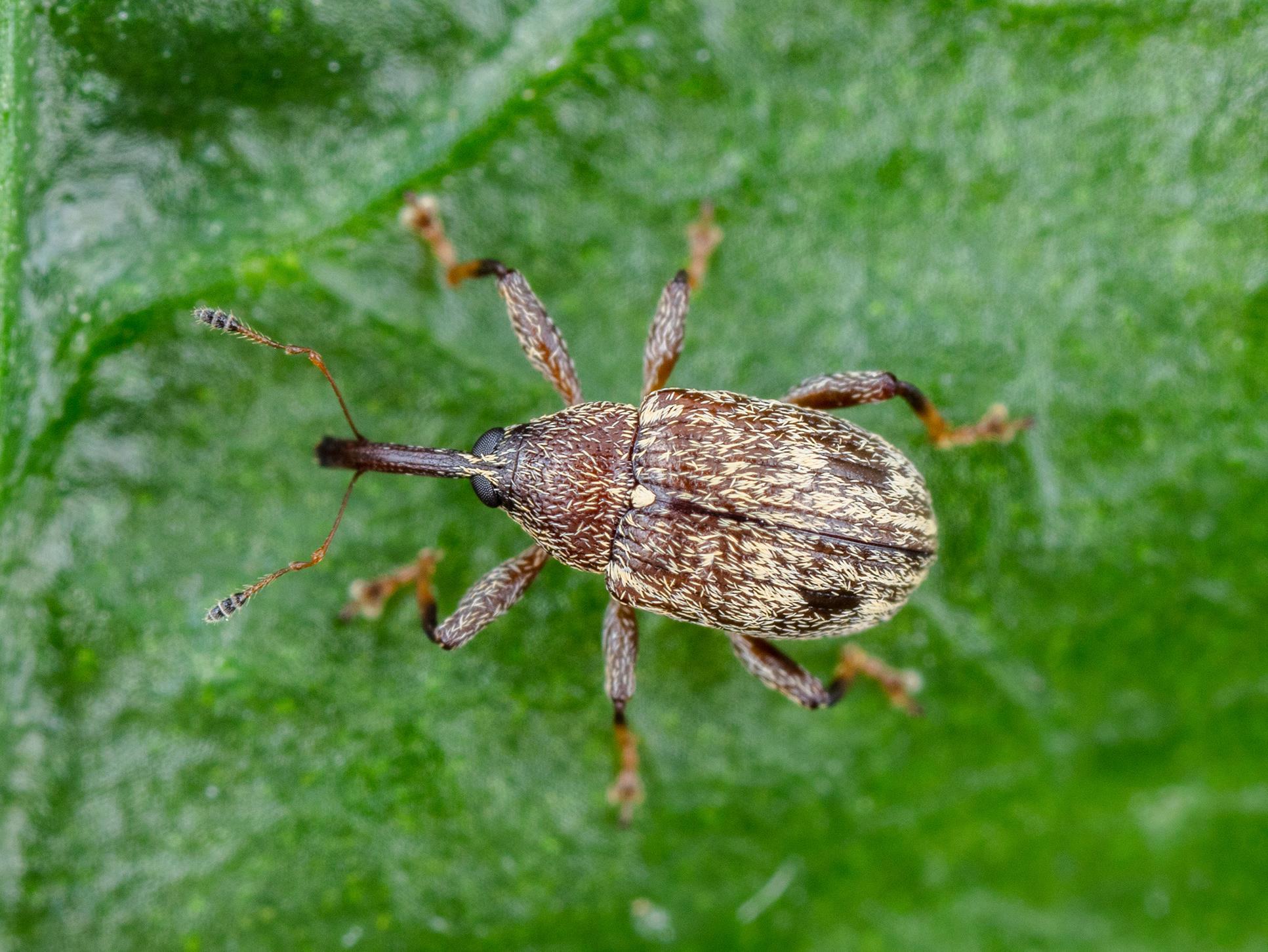 Charançon du poivron (Anthonomus eugenii)_2