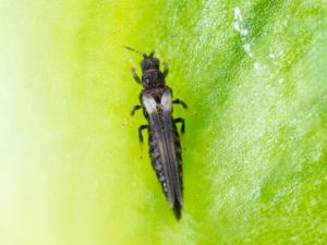 Thrips de l'impatiens (Echinothrips americanus)_2