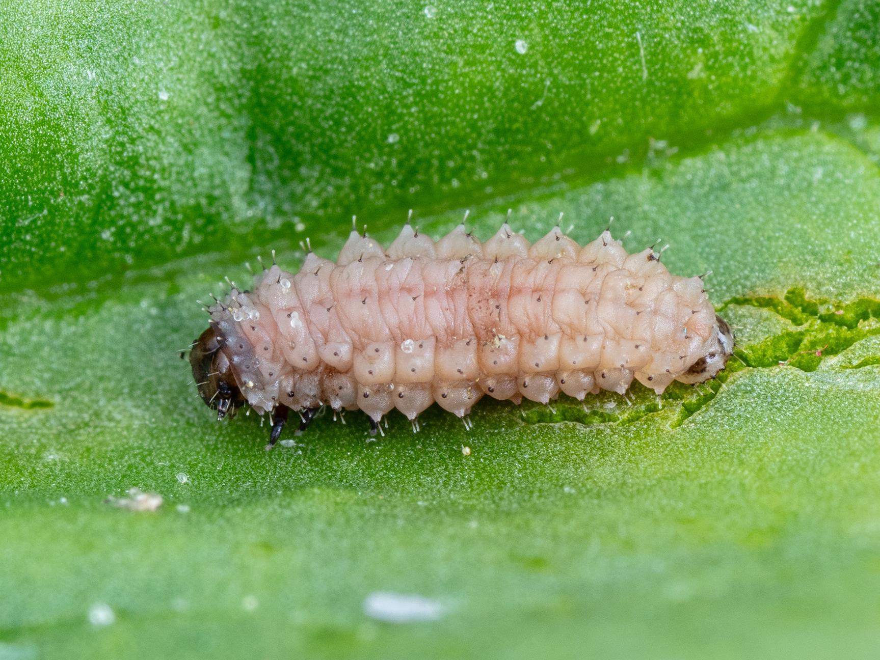 Altise épinard (Disonycha xanthomelas)_6