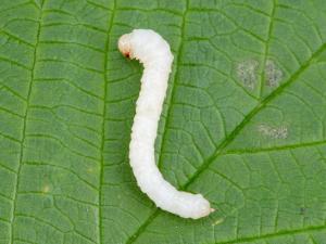 Hartigia trimaculata_5