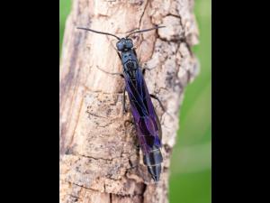 Hartigia trimaculata_8