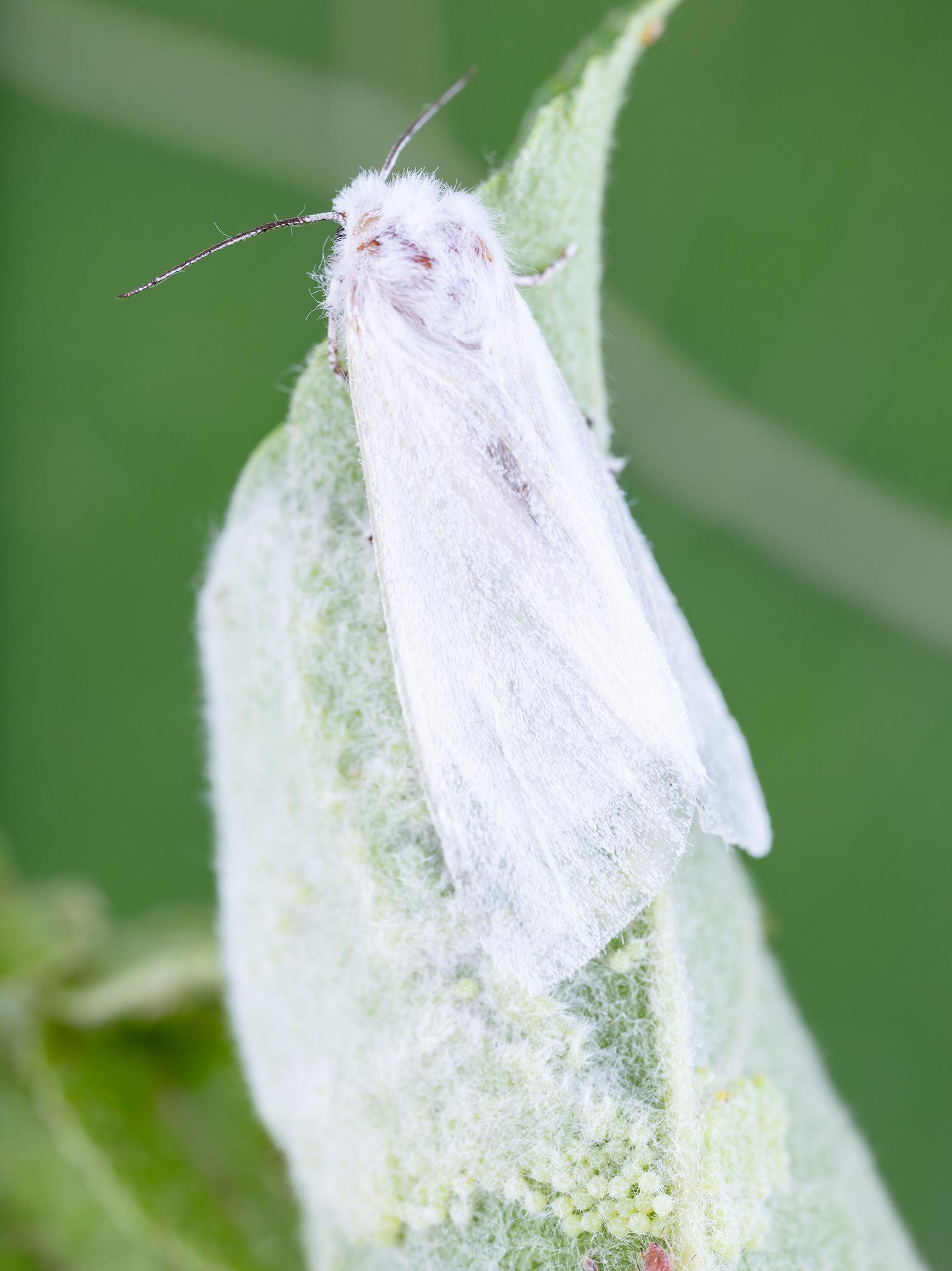 Chenille à tente estivale (Hyphantria cunea)_10