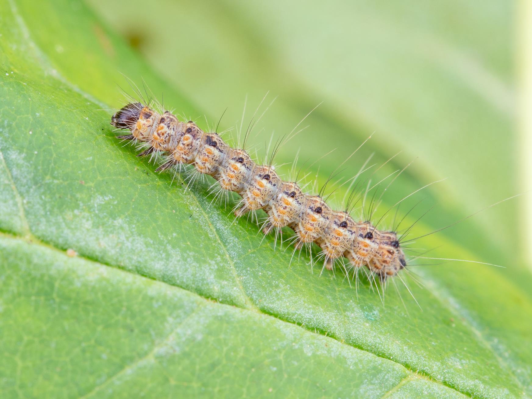 Chenille à tente estivale (Hyphantria cunea)_11