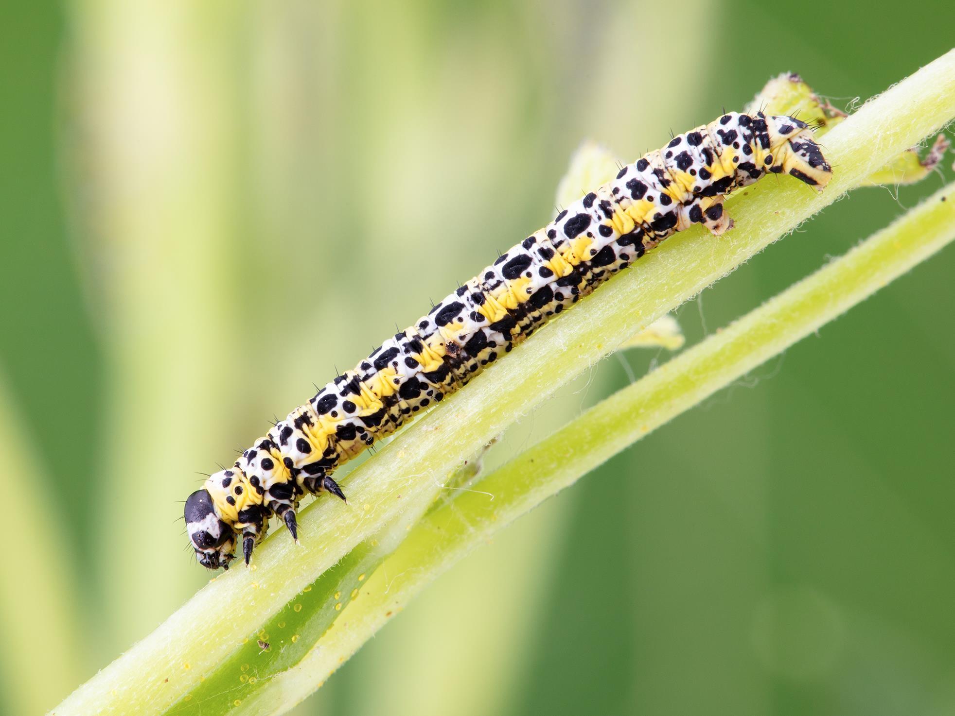 Arpenteuse groseillier (Macaria ribearia)_2