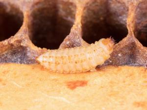 Petit coléoptère de la ruche (Aethina tumida)