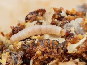 Petite fausse-teigne (Achroia grisella)