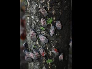 Fulgore  tacheté (Lycorma delicatula)_5