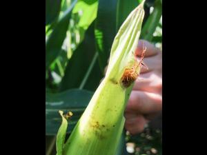 Maïs sucré - Chrysomèle des racines du maïs de l'ouest (Diabrotica virgifera virgifera)_1