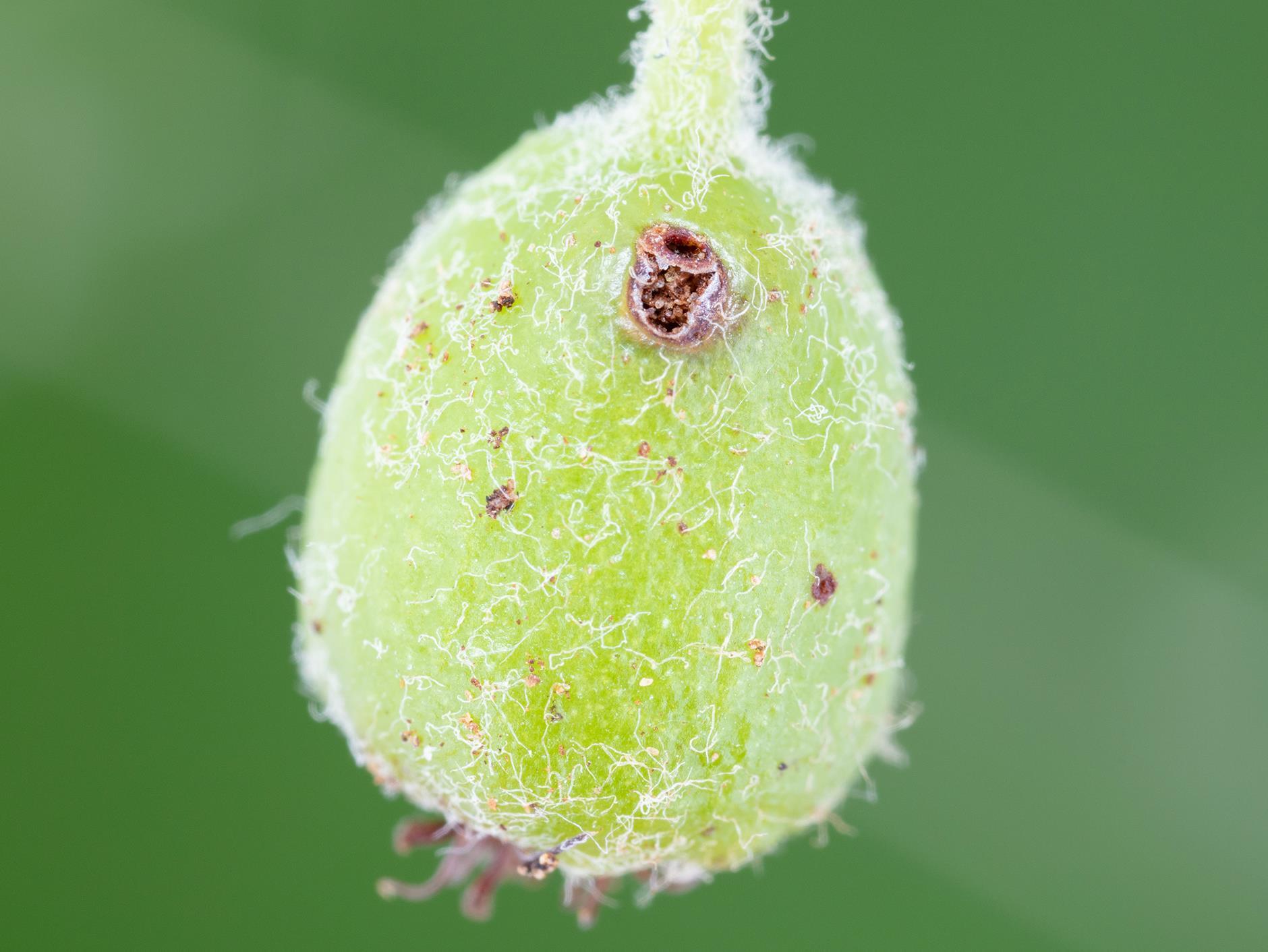 Aronie à fruits noirs - Charançon de la pomme (Anthonomus quadrigibbus)_1