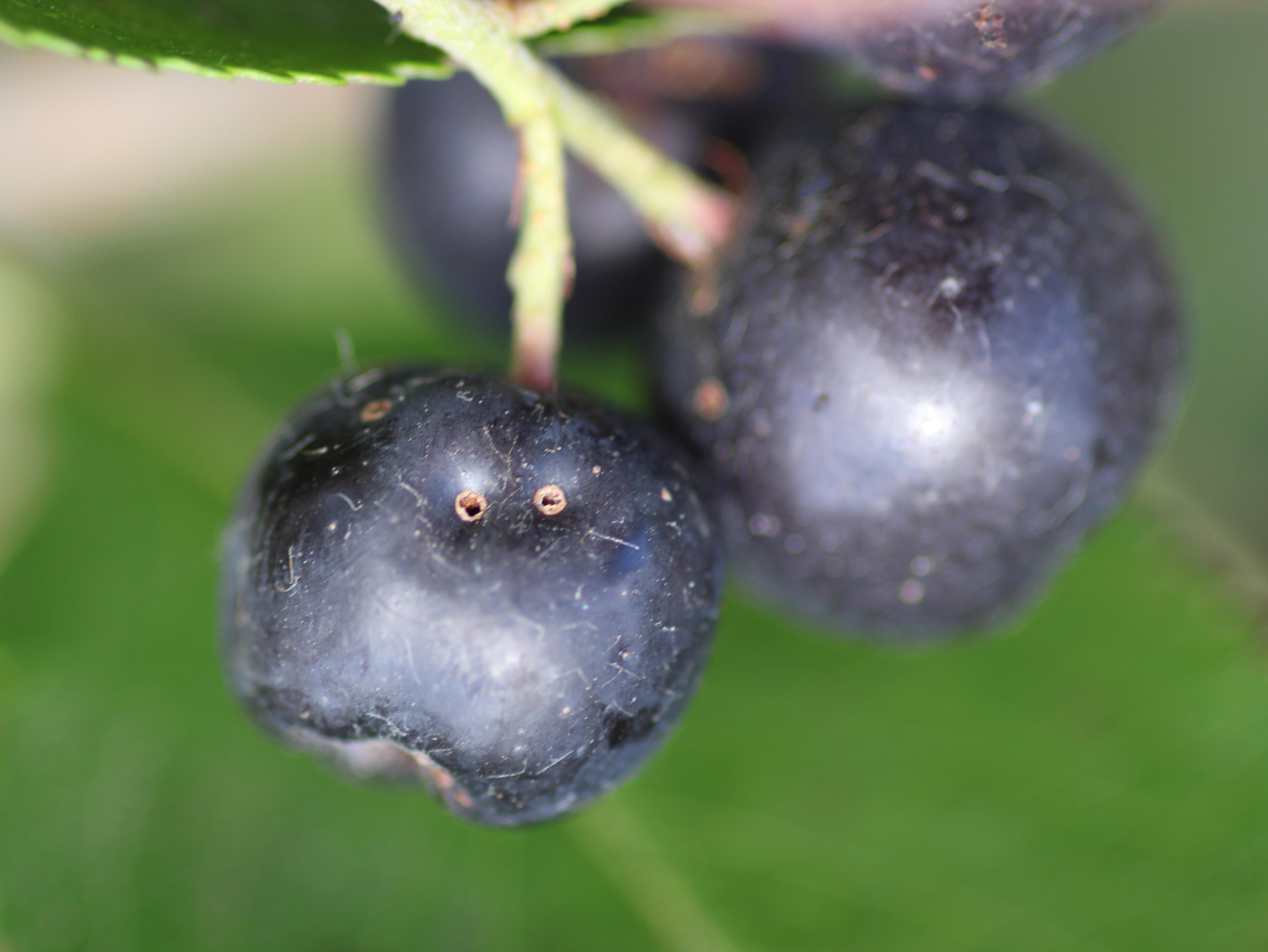 Aronie à fruits noirs - Charançon de la pomme (Anthonomus quadrigibbus)_3