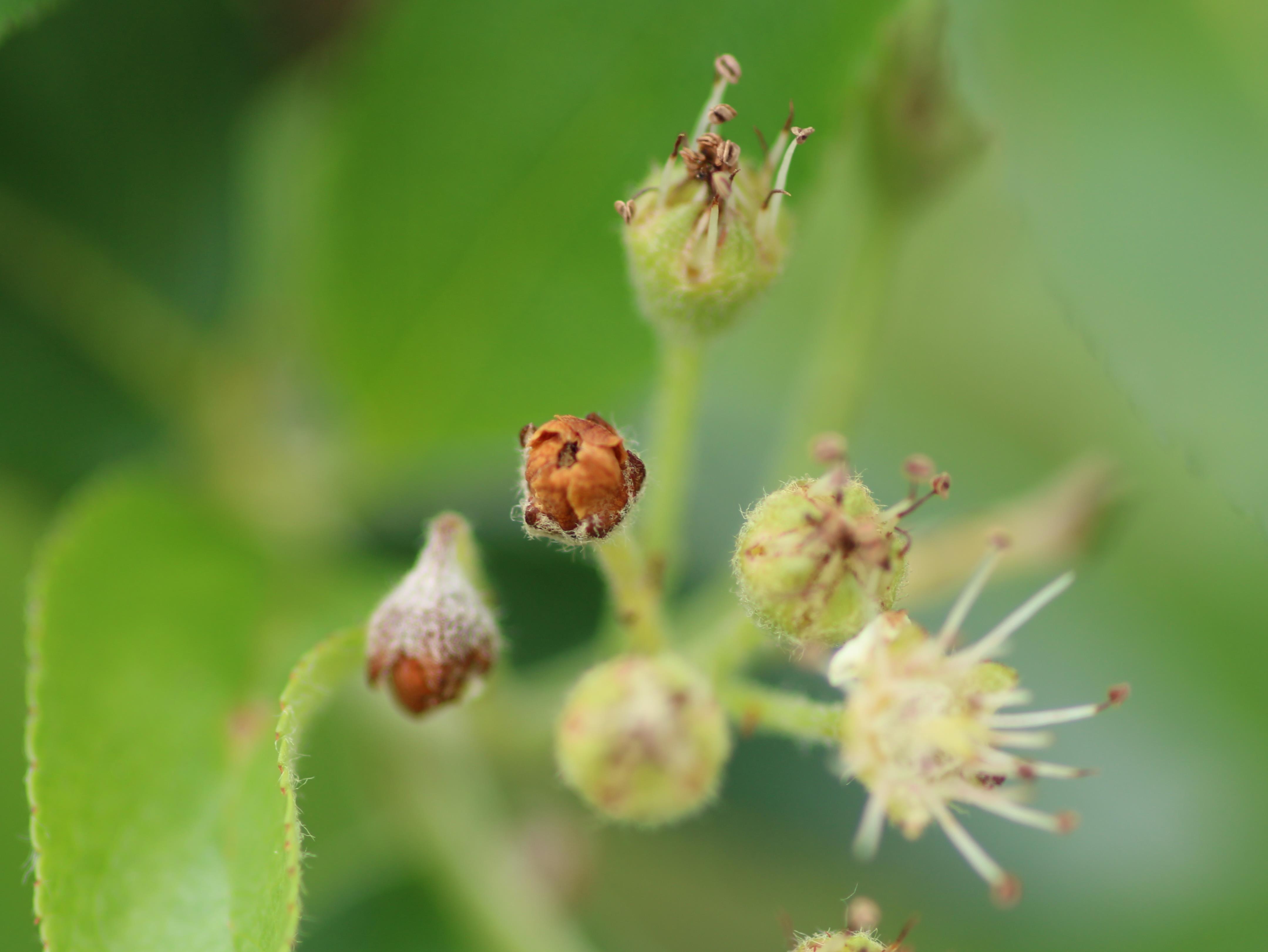 Aronie à fruits noirs - Punaise terne (Lygus lineolaris)_2