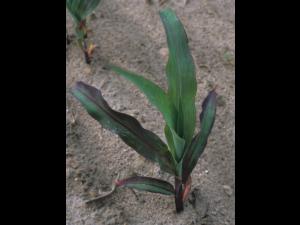 Maïs grain et fourrager - Température basse de l'air (froid)