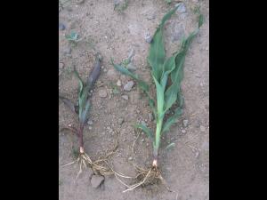 Maïs grain et fourrager - Température basse de l'air (froid)