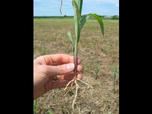 Maïs grain et fourrager - Sol compact