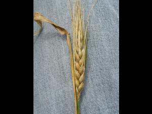 Orge - Carence en manganèse