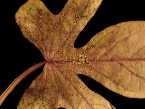 Ipomées - Intumescence (oedème)