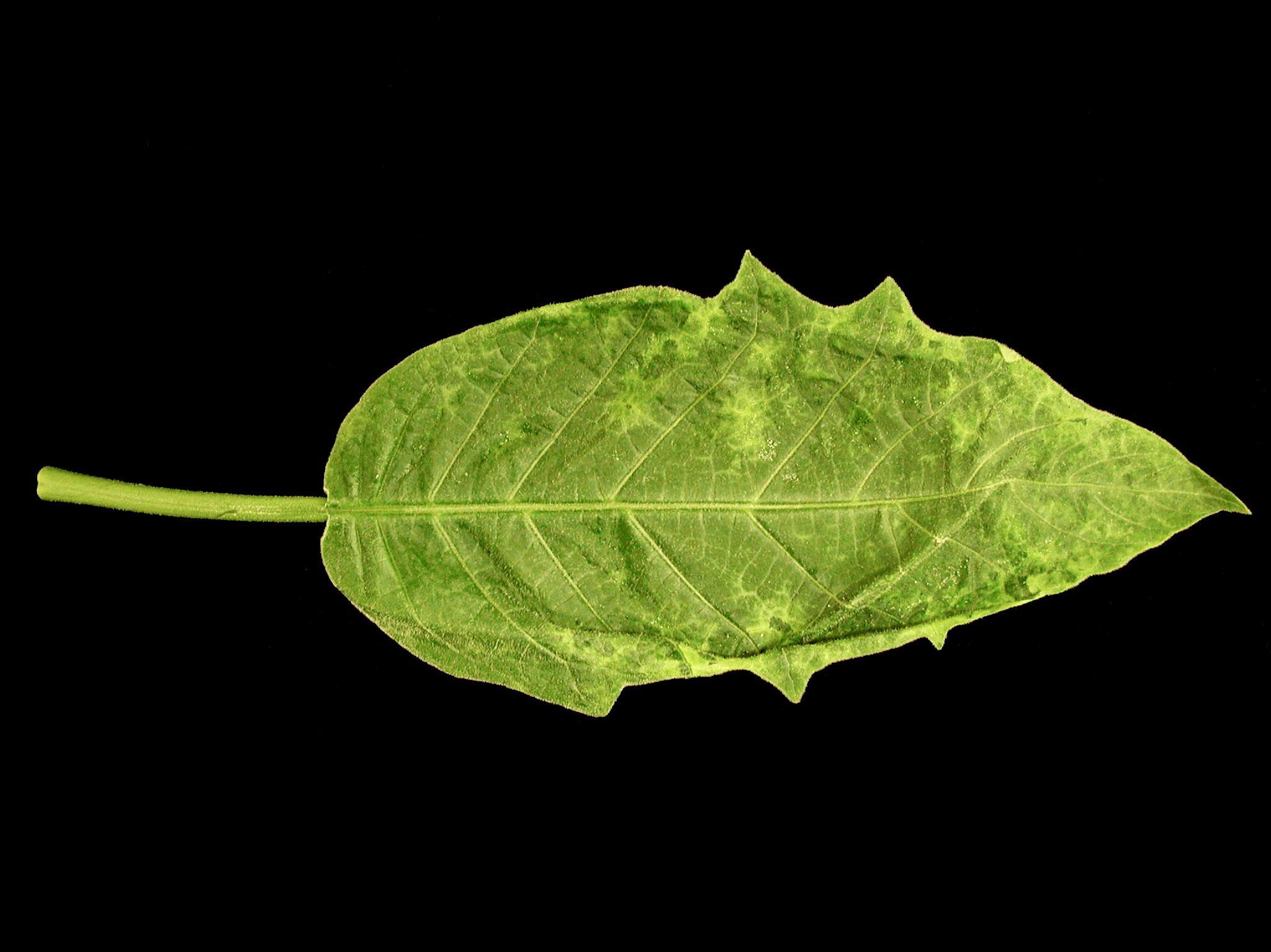 Brugmansias - Potyvirus (groupe)