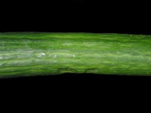 Concombre - Gel en entrepôt