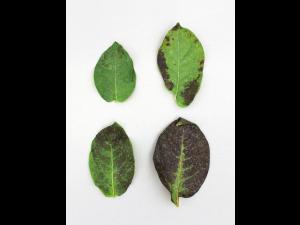 Pomme de terre - Polluant gazeux