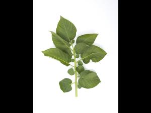 Pomme de terre - Polluant gazeux