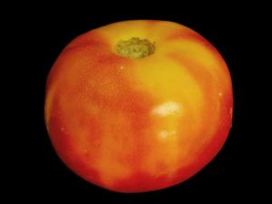 Tomate - Collet jaune