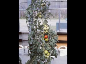 Tomate - Carence en calcium