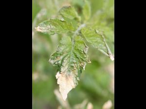 Tomate - Gel printanier