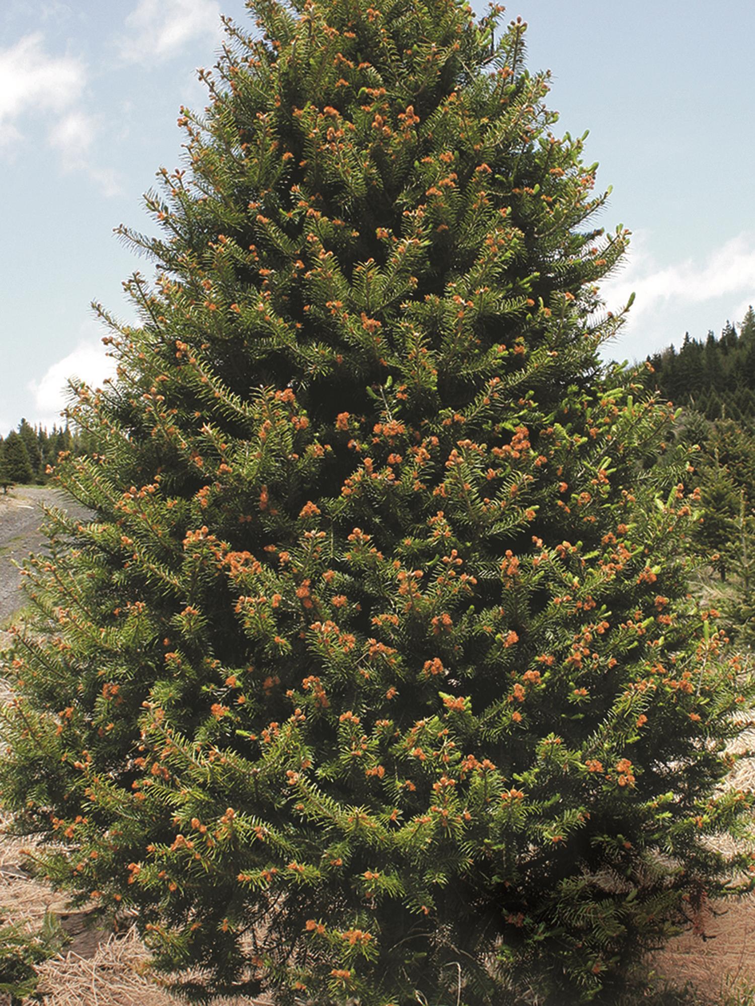 Arbres de Noël (sapins) - Gel printanier