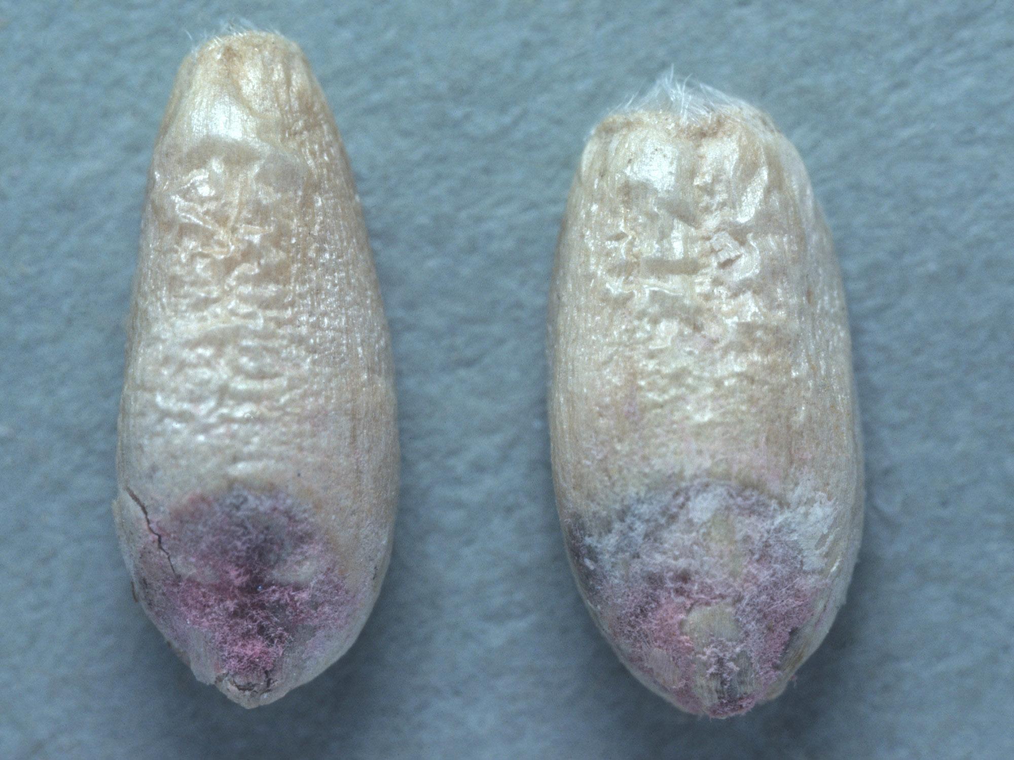 Blé - Fusariose de l'épi (Fusarium graminearum)_3