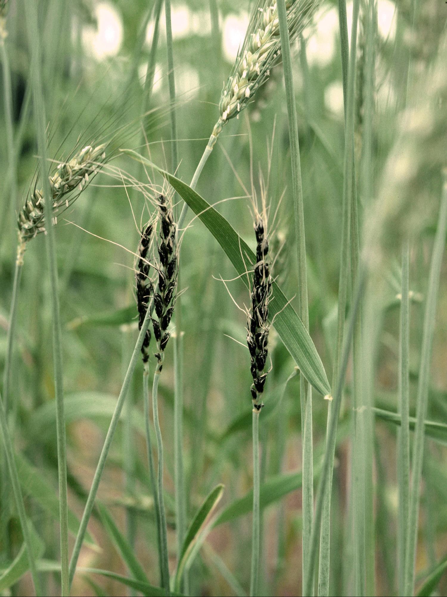 Blé - Charbon nu (Ustilago tritici)_3