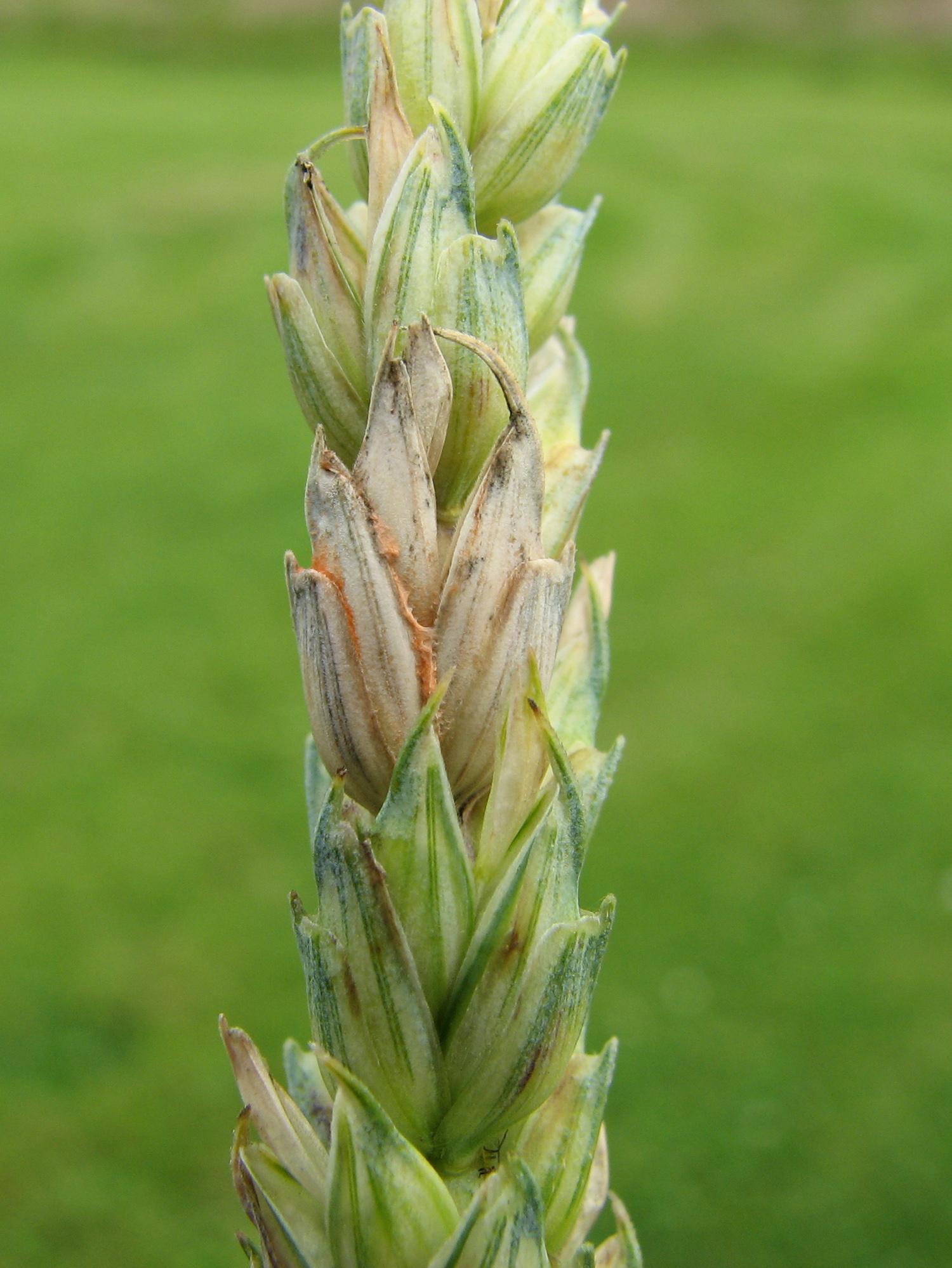 Blé - Fusariose de l'épi (Fusarium graminearum)_7