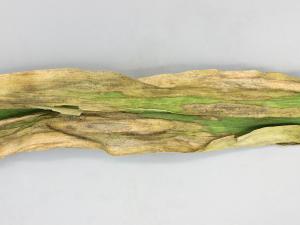 Maïs grain et fourrager - Dessèchement (Exserohilum turcicum)