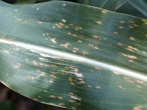 Maïs grain et fourrager - Rouille commune (Puccinia sorghi)