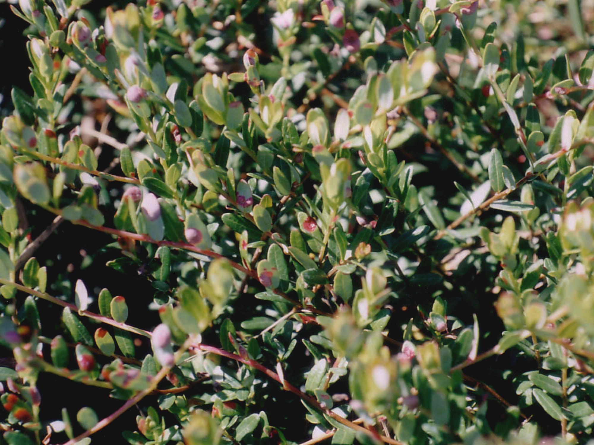 Canneberge - Tache rouge (Exobasidium rostrupii)